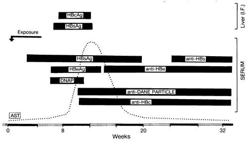 HEPATITIS B