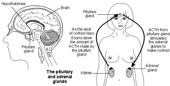 pituitary and adrenals