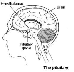 The pituitary