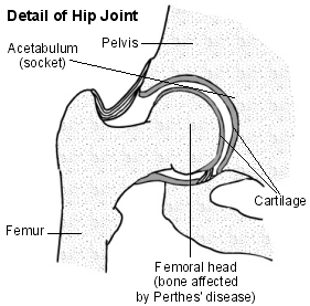 Diagram detailing the hip joint