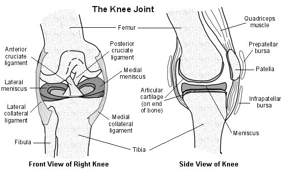 Cross-section diagram of a normal joint