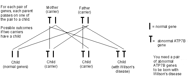 Wilson's inheritance