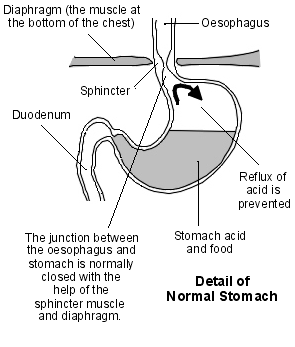 Detail of normal stomach