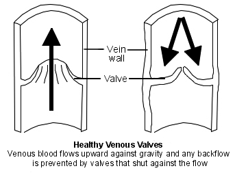 Normal vein valves