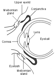 eye with eyelid detail