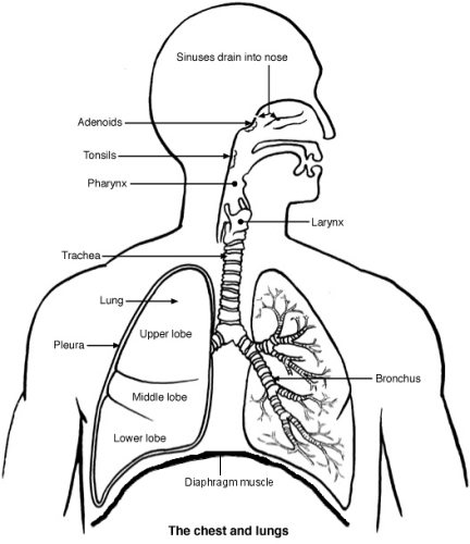 Chest and lungs fully labelled