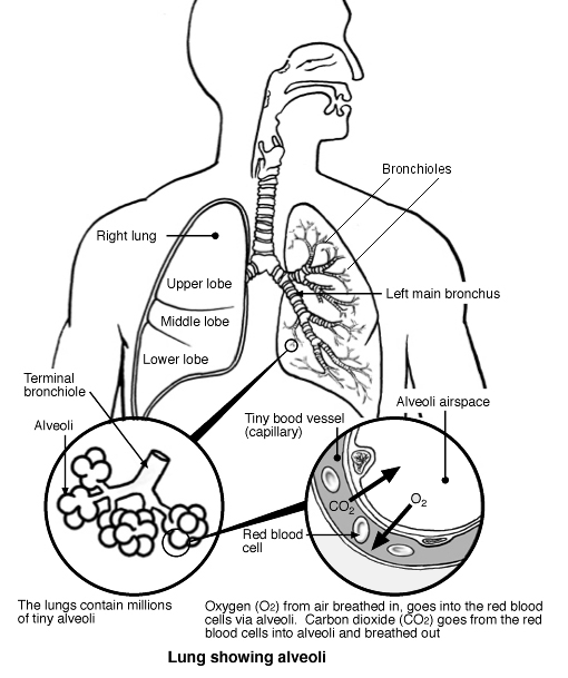 lung showing alveoli