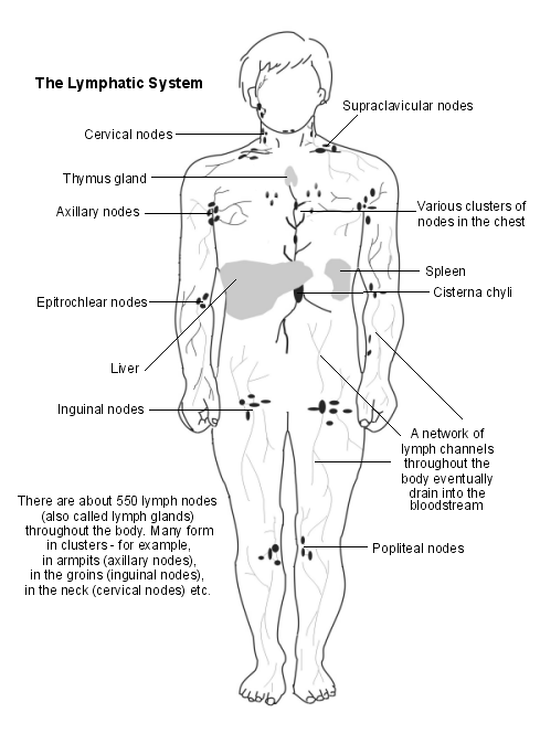 lymphatic system