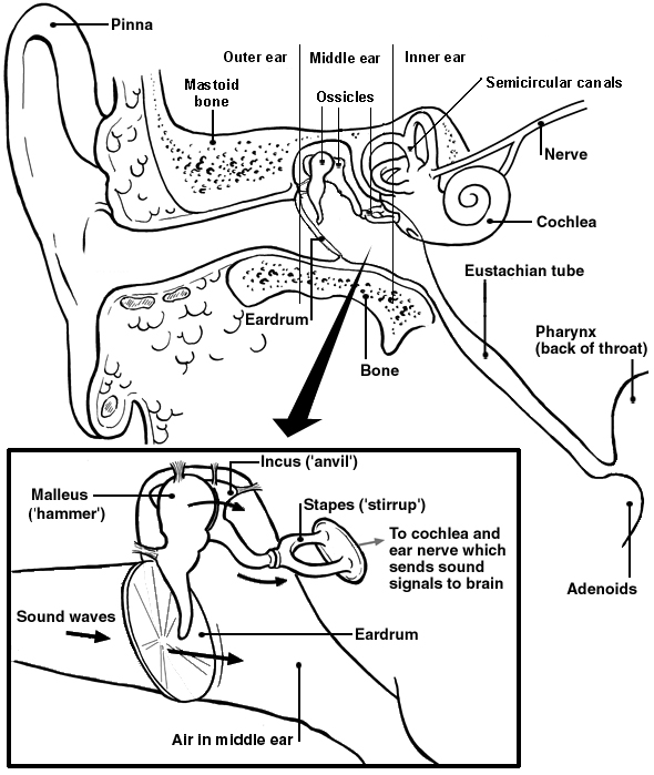 detail of middle ear