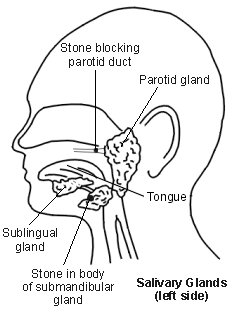 Parotid glands