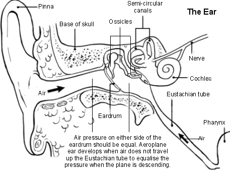 Cross-section of the ear showing pressure build up during flying