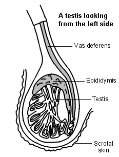 Cross-section diagram of a testis