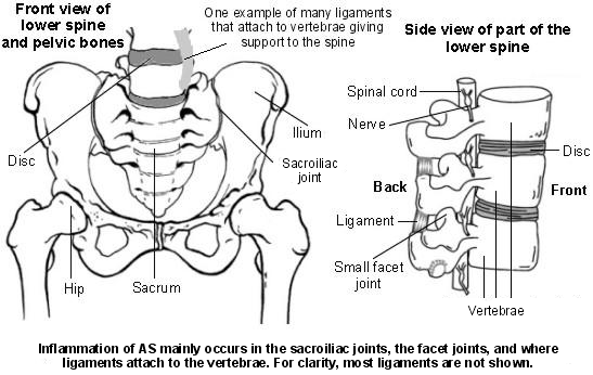 Side view of lower spine - AS