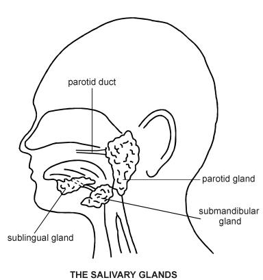 Salivary Gland Disorders