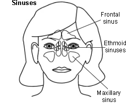 sinuses