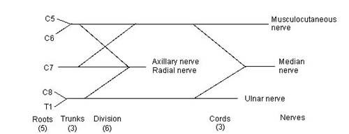 BRACHIAL PLEXUS