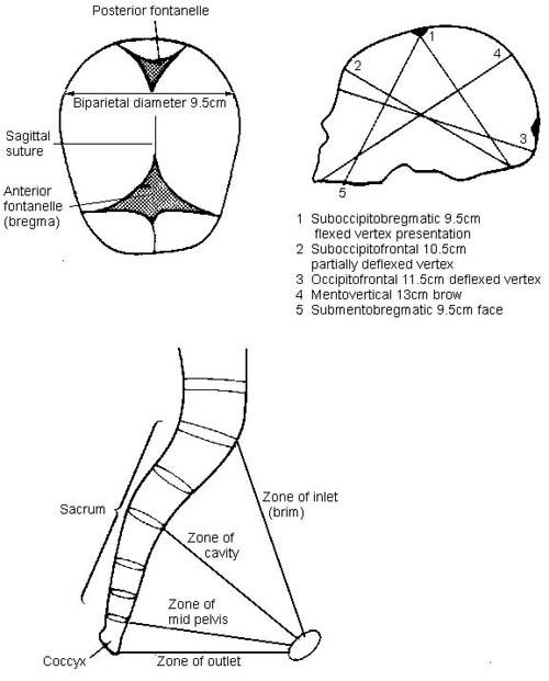 OBSTETRICS - THE PELVIS AND HEAD